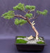 Golden Chinese Juniper Bonsai Tree Trained with Jin & Shari Style (Juniperus × pfitzeriana 'Old Gold') - Culture Kraze Marketplace.com