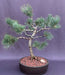 Limber Pine Bonsai Tree (Pinus flexilis) - Culture Kraze Marketplace.com