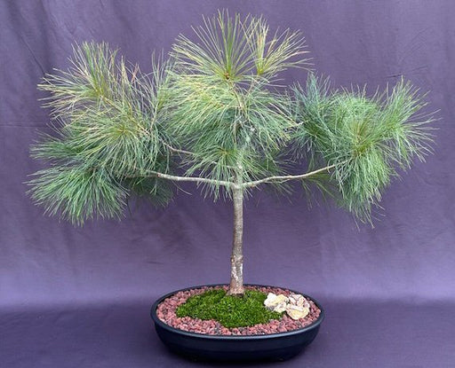 Eastern White Pine Bonsai Tree  (Pinus strobus) - Culture Kraze Marketplace.com
