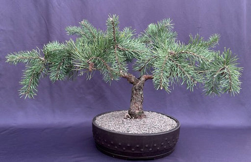 Hillside Creeper Scots Pine Bonsai Tree (Pinus sylvestris 'Hillside Creeper') - Culture Kraze Marketplace.com