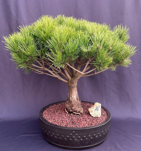 Mugo Pine Bonsai Tree  (pinus mugp 'valley cushion') - Culture Kraze Marketplace.com