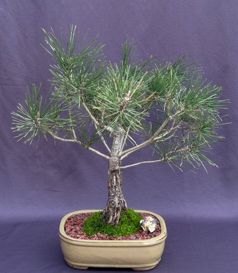 Japanese Red Pine Bonsai Tree (pinus densiflora) - Culture Kraze Marketplace.com