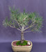 Japanese Red Pine Bonsai Tree (pinus densiflora) - Culture Kraze Marketplace.com