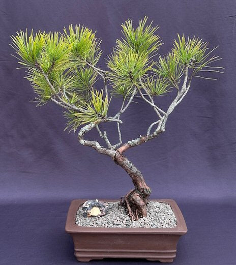 Seed Grown Pitch Pine Bonsai Tree Semi-Upright (Pinus rigida) - Culture Kraze Marketplace.com