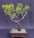 Seed Grown Pitch Pine Bonsai Tree Semi-Upright (Pinus rigida) - Culture Kraze Marketplace.com