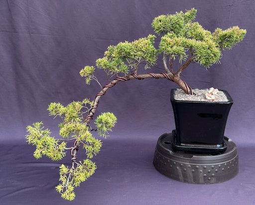 Golden Chinese Shimpaku Bonsai Tree Cascading Style ( Juniperus chinensis 'Shimpaku Aurea') - Culture Kraze Marketplace.com