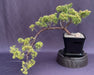 Golden Chinese Shimpaku Bonsai Tree Cascading Style ( Juniperus chinensis 'Shimpaku Aurea') - Culture Kraze Marketplace.com