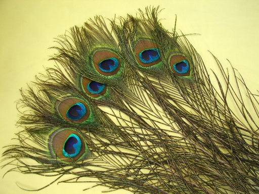 Peacock Feather - Culture Kraze Marketplace.com