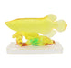 Yellow Arowana Fish Statue on Glass Base - Culture Kraze Marketplace.com