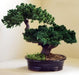 Monterey Juniper Double Trunk Preserved Bonsai Tree  (Preserved - Not a Living Tree) - Culture Kraze Marketplace.com