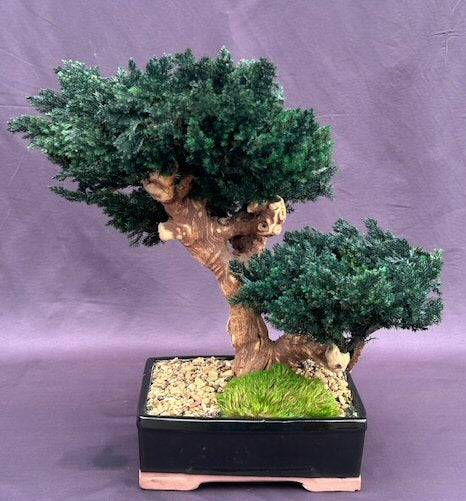 One of a Kind Monterey Juniper Double Trunk Preserved Bonsai Tree  (Preserved - Not a Living Tree) - Culture Kraze Marketplace.com