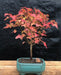 Trident Maple Bonsai Tree   (Acer Buergerianum) - Culture Kraze Marketplace.com