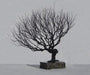 Wire Bonsai Tree Sculpture - Natural Style - Culture Kraze Marketplace.com